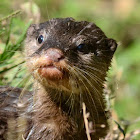 Asian small clawed otter