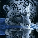 White Tiger Drink Blue Water logo