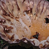 Cymatoderma