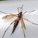 Wood-boring crane fly (female)