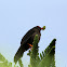 Mirla común - Great thrush