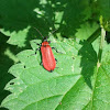 Cardinal beetle/ Zwartkopvuurkever