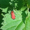 Cardinal beetle/ Zwartkopvuurkever