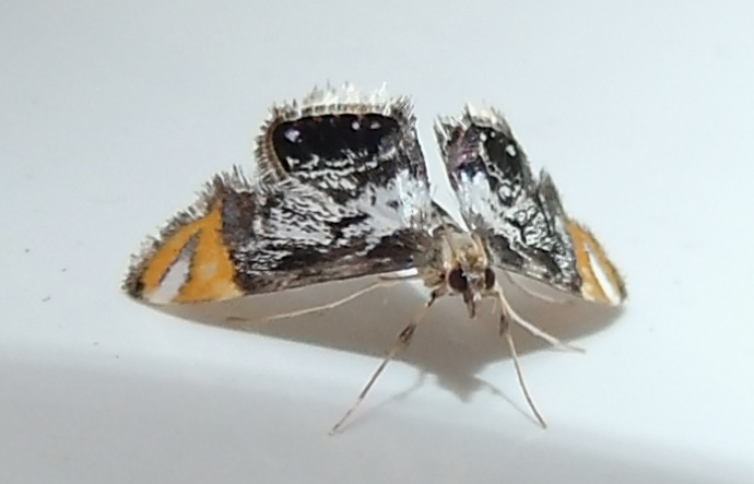 Crambid moth 