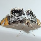 Crambid moth 