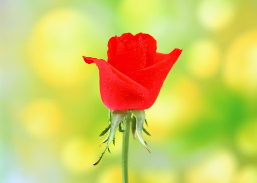 Rose Flower Wallpaper