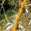 Pincushion Sunburst Lichen