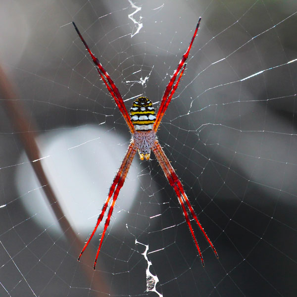 Northern St Andrews Cross Spider