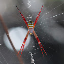 Northern St Andrews Cross Spider
