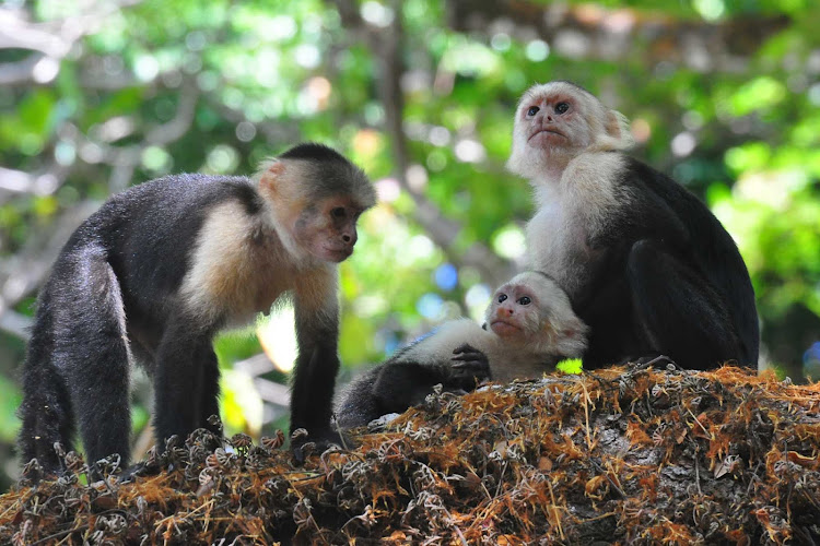 A gathering of white-headed capuchin monkeys near Puerto Quepos, Costa Rica. 