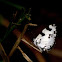 The Banded Blue Pierrot