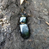 Patent Leather Beetle ( Bess Beetle)