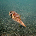 White-spotted puffer, or Stripebelly puffer