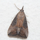 Green Cloverworm Moth - Hodges#8465