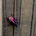 Eastern Boxelder Bug(nymph)