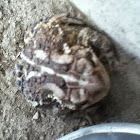 Toad