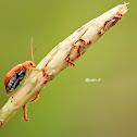 Cucurbit Leaf Beetle