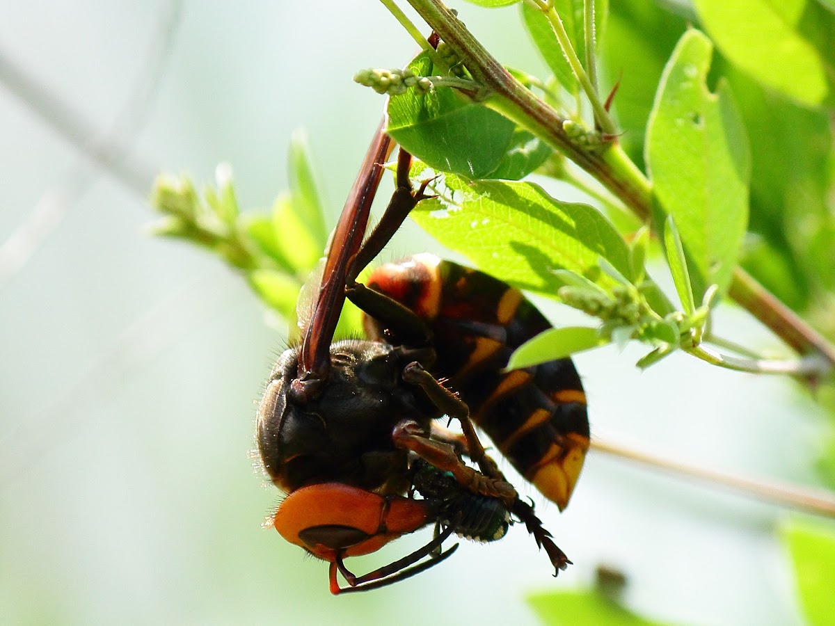 a hornet captured a beetle