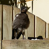 Australian Magpie baby