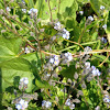 Field Forget-me-not