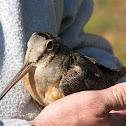 American Woodcock