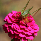 Zinnia with katydid