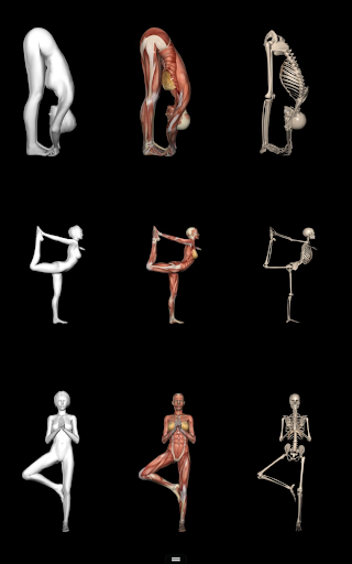 Anatomy for Artists: Yoga Pose