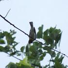 Northern Parula