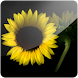 3D Sunflower I (PRO)