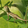 Common Garden Lizard