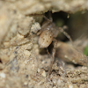 tiny spider in burrow