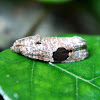 Tortrix Moth,  Leafrollers