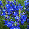  Veronica "Crater Lake Blue"