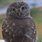 Little Owl