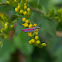 Candy-Striped Leafhopper