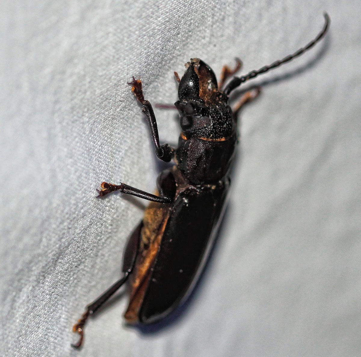 Macrotomini Beetle