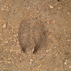 White-tailed deer foot print