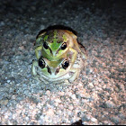 Alpine tree frogs mating