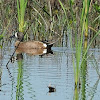 blue-winged teal