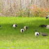 African Sacred Ibis