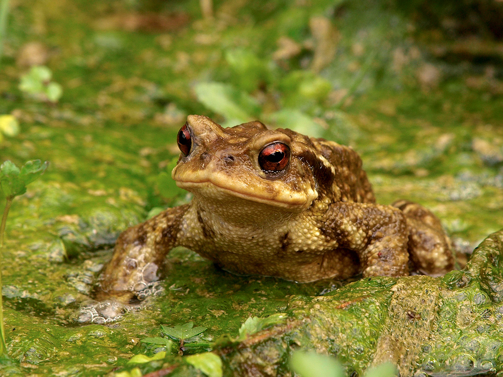 Sapo común (Common toad)