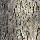 Texas Pecan Tree