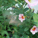 White-lined Sphinx