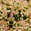 Golden Northern Bumblebee (0n Sedum)