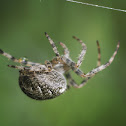 European Garden Spider