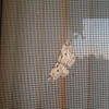 Bent-line Carpet Moth