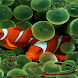 Clown Fish Virtual Pond LWP