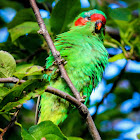 Musk Lorikeet