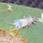 Psyllid insect