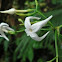 Faramea flower